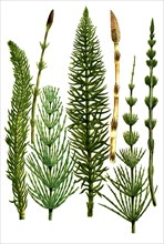 different horsetails