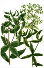 Cruciferous Spurge