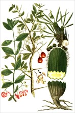 Euphorbia tithymalus