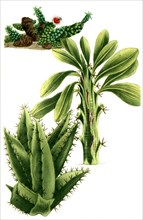 Euphorbia antiquorum is a species of plant in the genus Spurge
