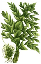 Areca sylvestris,Pinang / Pinanga sylvestris is a species of tree in the Arecaceae