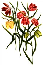 Fritillaria serotina