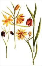 Fritillaria serotina