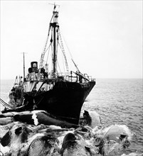 Baleniera Sovietica Traina Le Balene Catturate. 1964