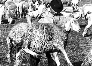 Sheep-shearing