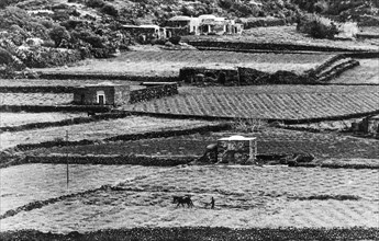 Fields in pantelleria, 60s