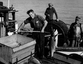 Fishermen of the british columbia weigh a salmon, 1969