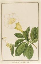 Portlandia grandiflora
