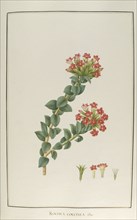 Rochea coccinea, botany table, botanical garden of padova