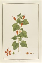 Achania malvaviscus, botany table, botanical garden of padova