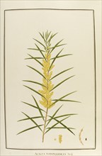 Acacia dodoneifolia, botany table, botanical garden of padova