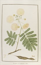 Acacia julibrissin, botany table, botanical garden of padova