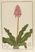 Veltheinia viridifolia, botany table, botanical garden of padova