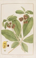 Asimina triloba, botany table, botanical garden of padova