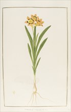 Sparaxis tricolor, botany table, botanical garden of padova