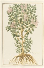 Syringa vulgaris, botany table, botanical garden of padova