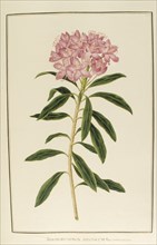 Rhododendron ponticum, botany table, botanical garden of padova