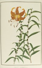 Lilium tigrinum, botany table, botanical garden of padova