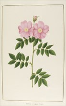 Rosa lucida, botany table, botanical garden of padova