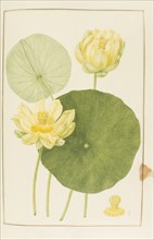 Nymphaea, botany table, botanical garden of padova