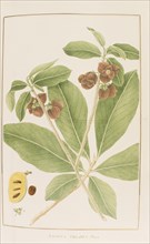 Asimina triloba, botany table, botanical garden of padova