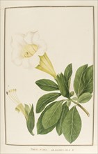 Portlandia grandiflora, botany table, botanical garden of padova