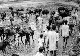 Sacred cows near bombay, india