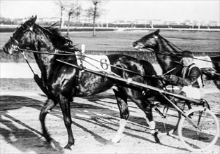 Trotting horse race, gran premio Milano, won by muscletone led by finn, racecourse milan 1935