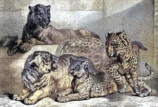 Leopards