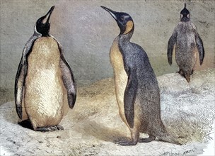 King penguins