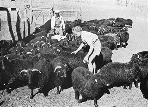 Young farmer woman with her Karakul herd