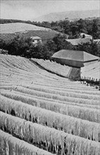 Sisal for drying on a German farm in German East