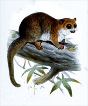Brown Fat-Tailed Lemur