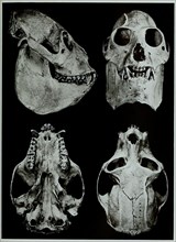 Skull Bones