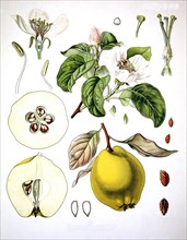 Cydonia Oblonga Fruit And Twig