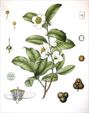 Camellia Sinensis Is A Species Of Evergreen Shrub Or Small Tree Whose Leaves And Leaf Buds Are Used To Produce Tea