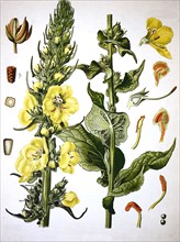 Verbascum Densiflorum