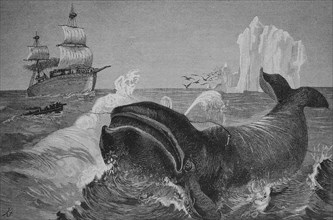 Whale Hunting In The Northern Arctic Ocean