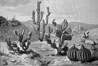 Different Cacti From Different Climates In One Picture