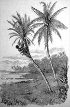 Harvest Of Coconut Palms And Date Palms