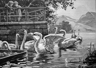 Children Looking At Swans On A Lake