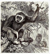 White-Handed Gibbon Or Lar