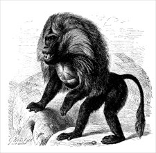 Gelada Or Blood-Breasted Baboon