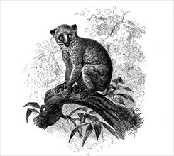 Common Bear Lemur