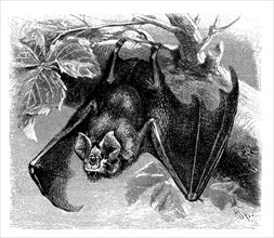 Great Horseshoe Bat