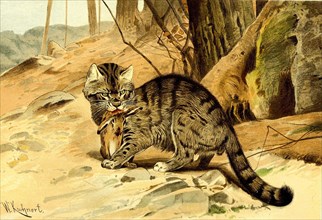 European Wild Cat Or Forest Cat