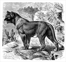 Senegal Lion