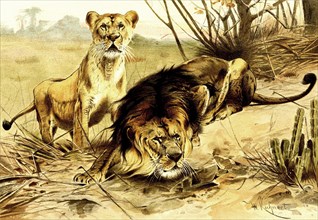 Lion (Panthera Leo