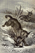 Eurasian Lynx Or Northern Lynx