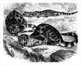 Southern Lesser Spotted Genet